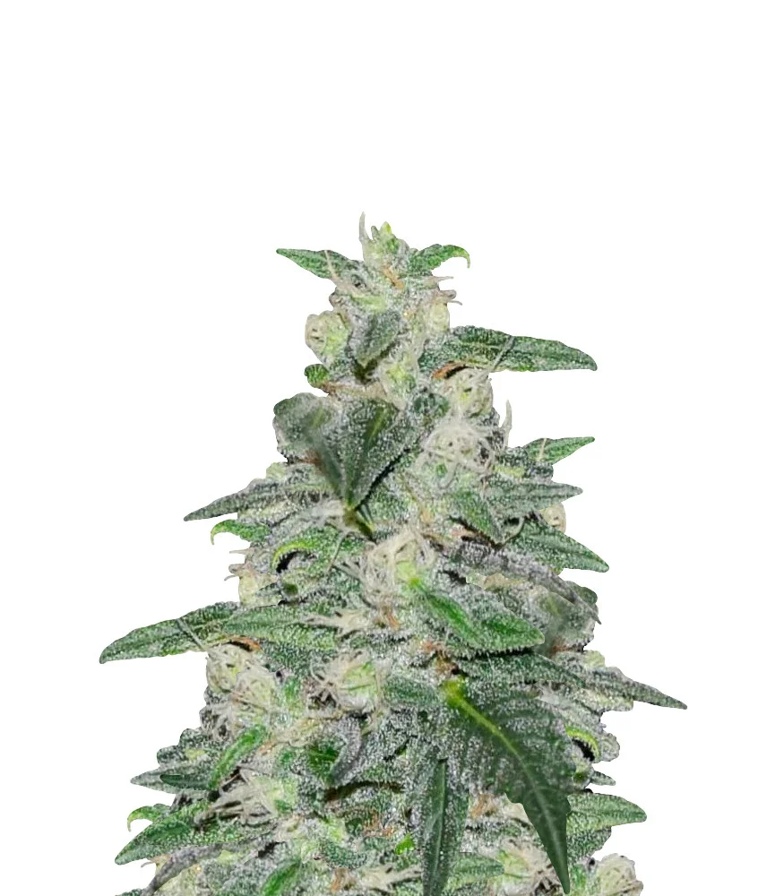 Chocolate Thai Auto