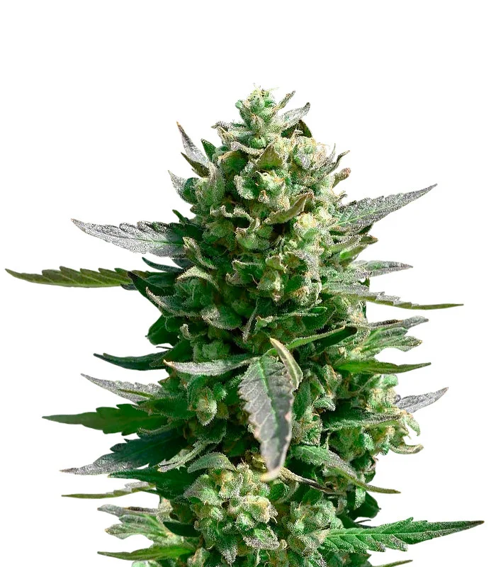Critical Jack Auto