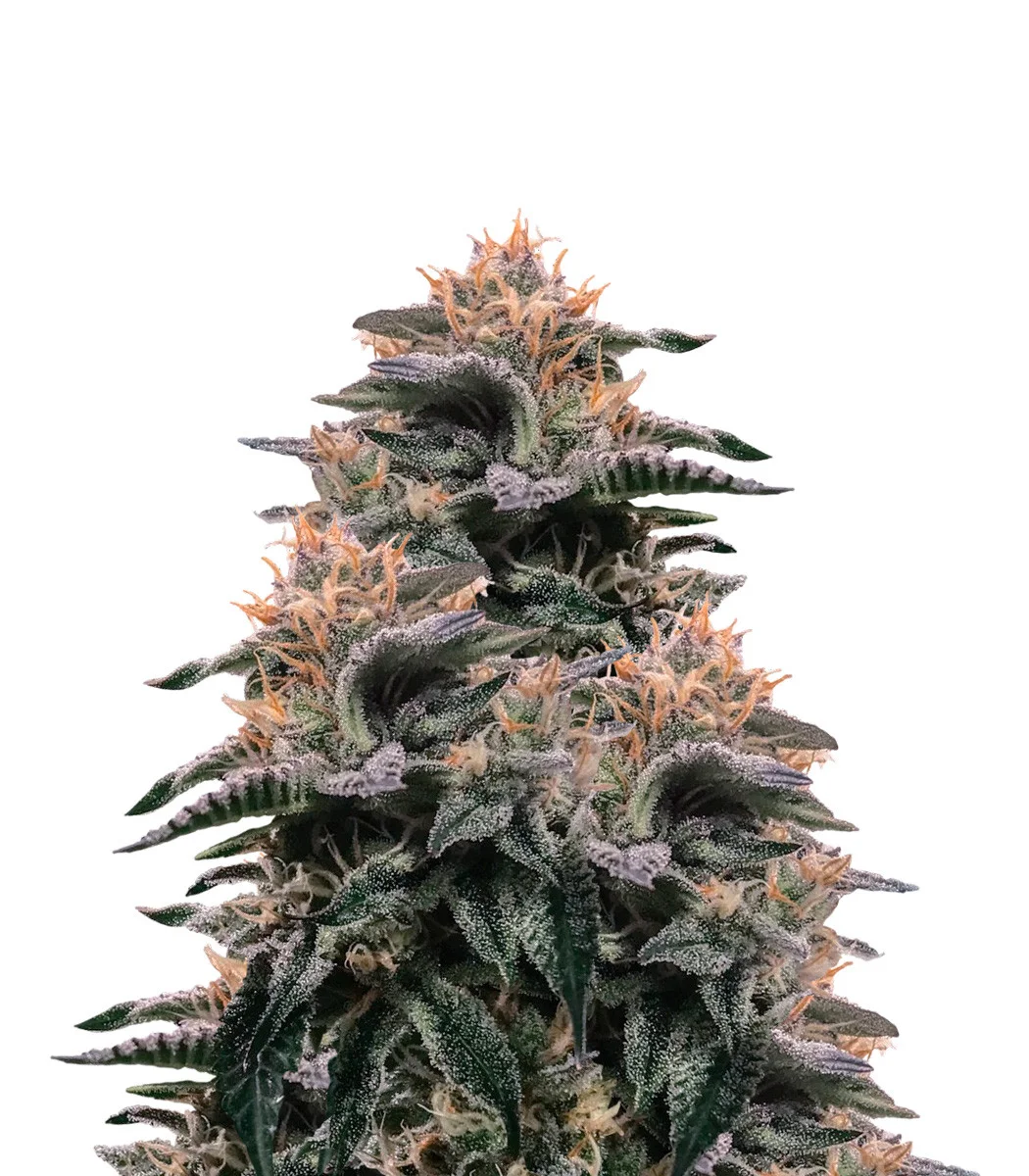 Kushberry