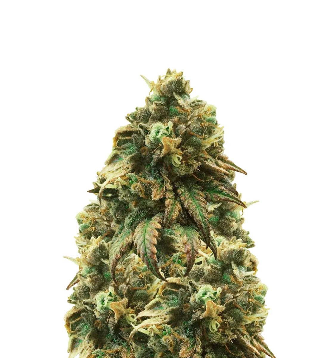 Bubba Kush Regular