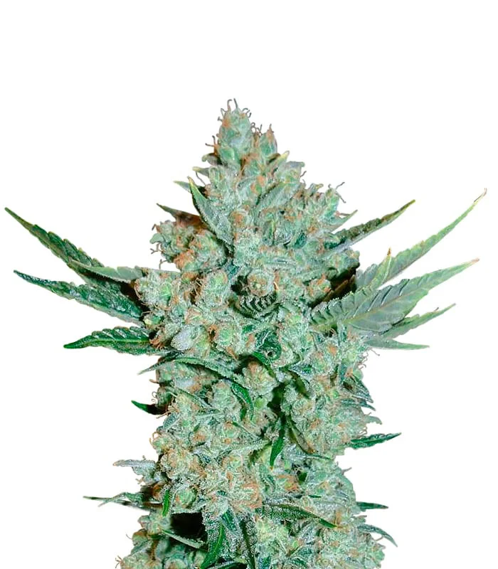 Afghan Kush Regular