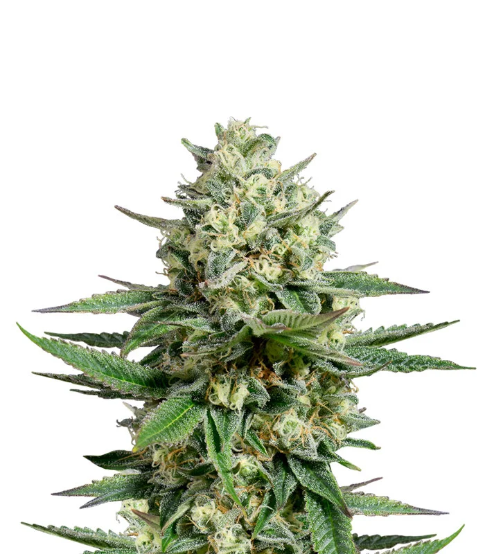 Herijuana