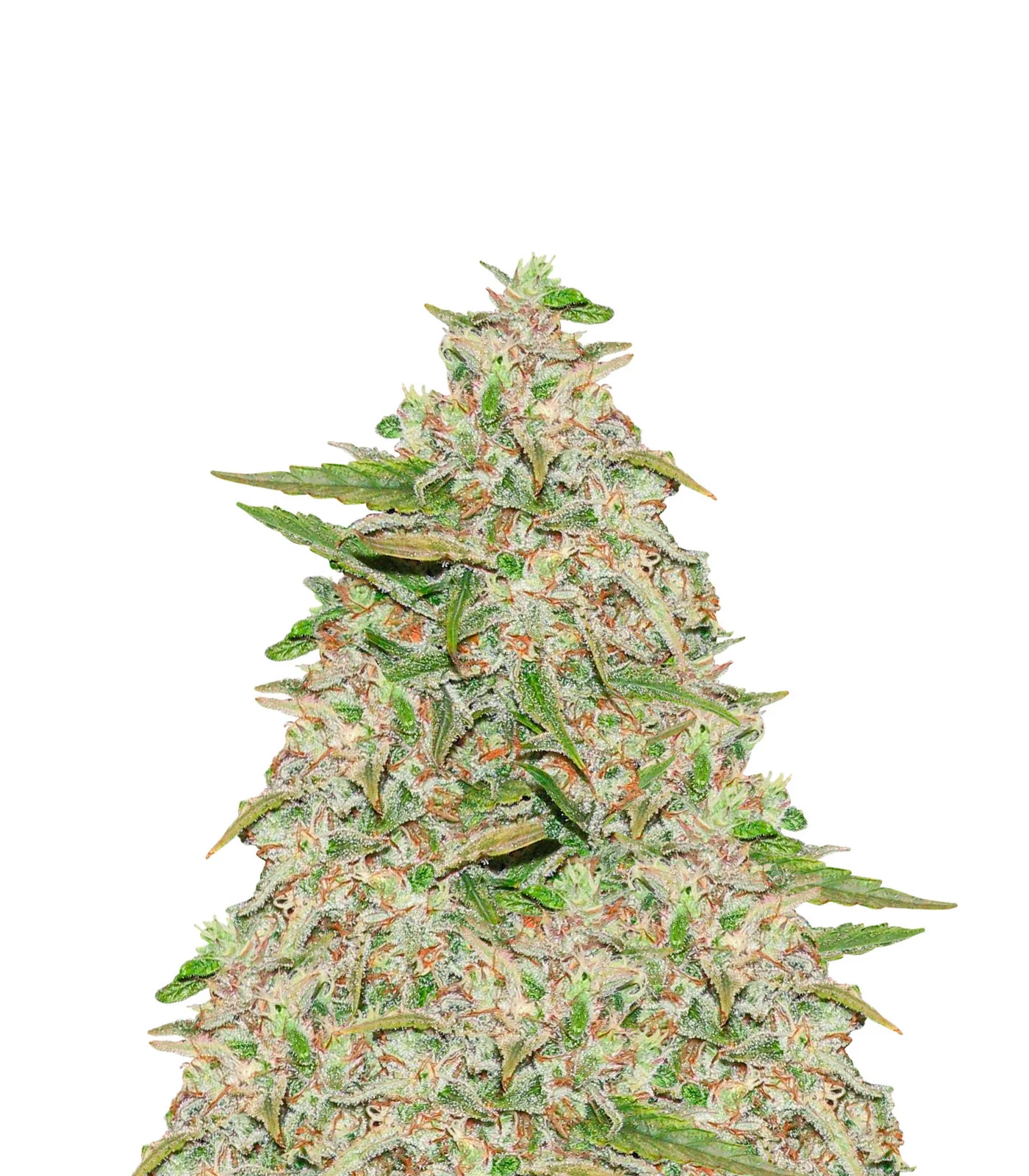 Cherry AK Fast