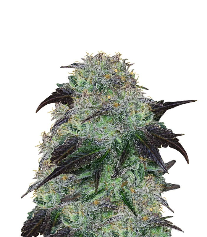 Stardawg Auto