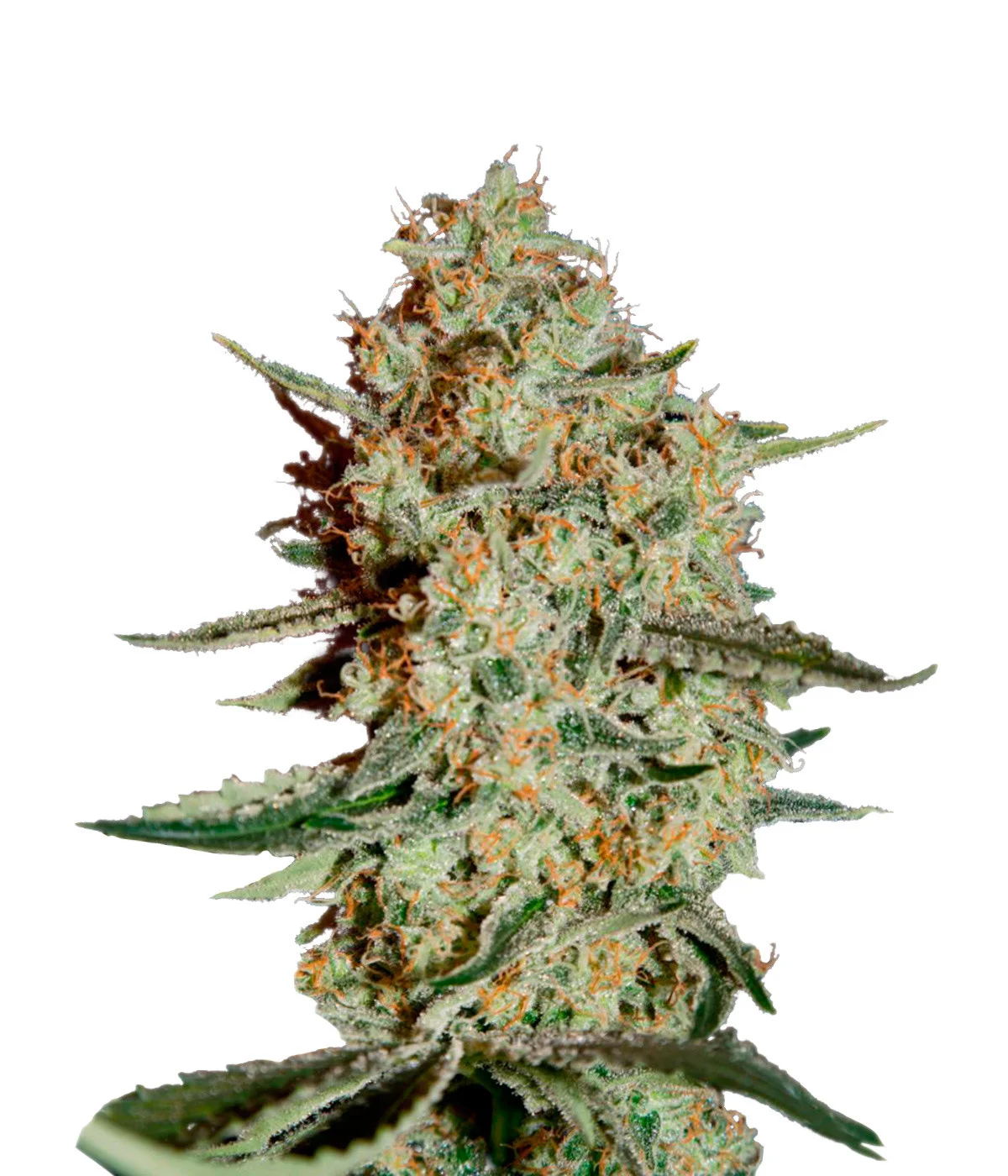 Super Critical