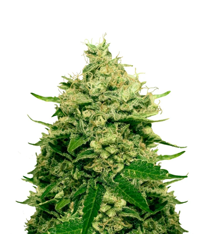 Legend OG