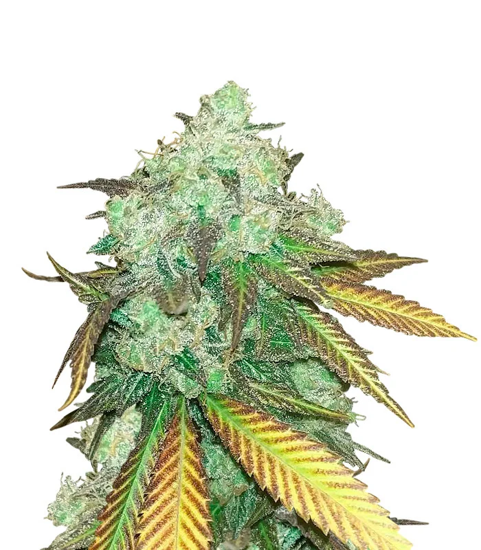 Alien Gorilla Glue