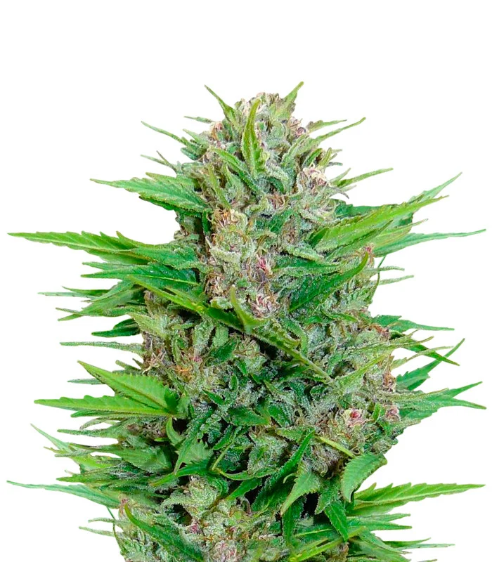 Orange Cookies