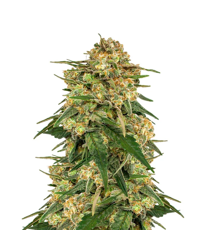 Motor Breath