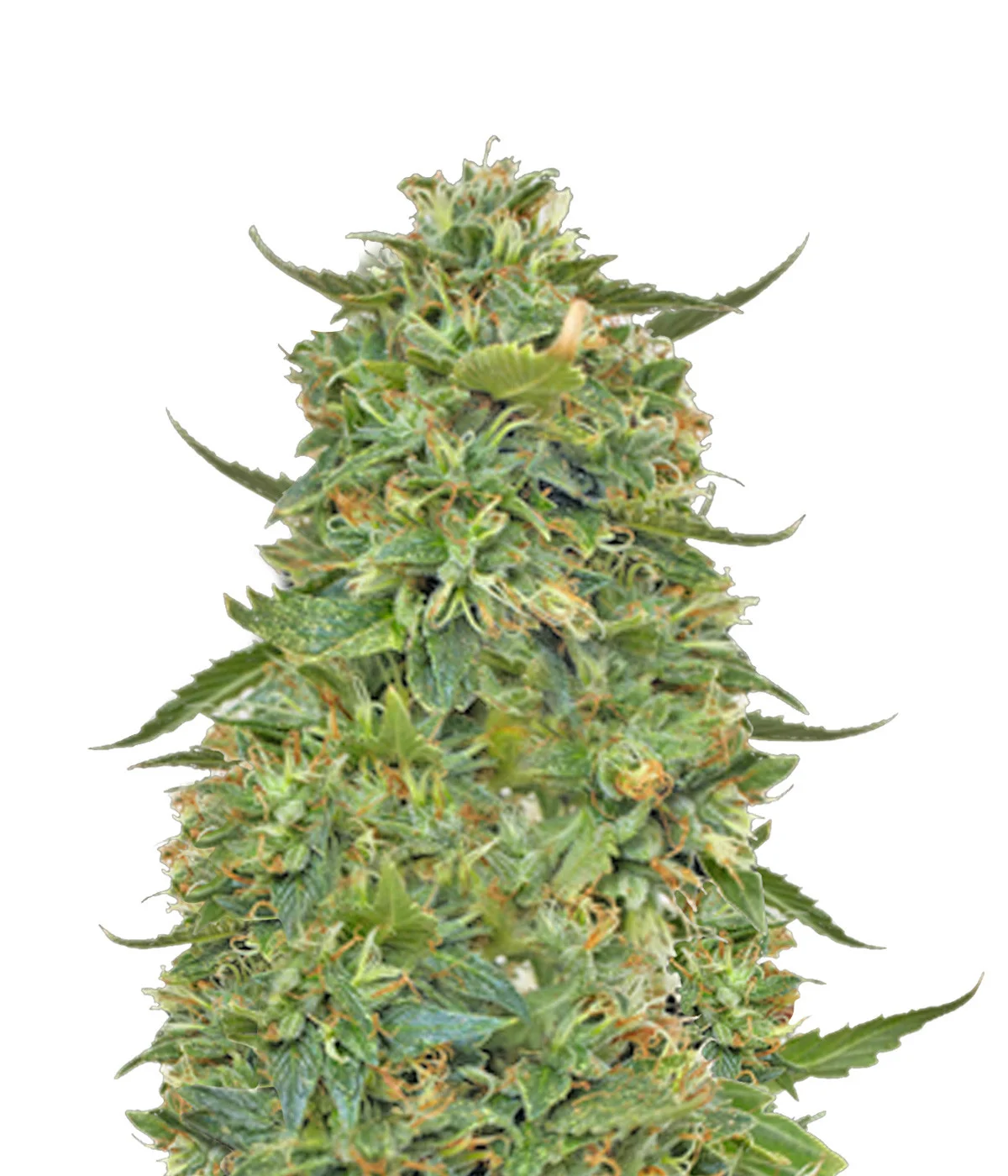 Aurora Indica