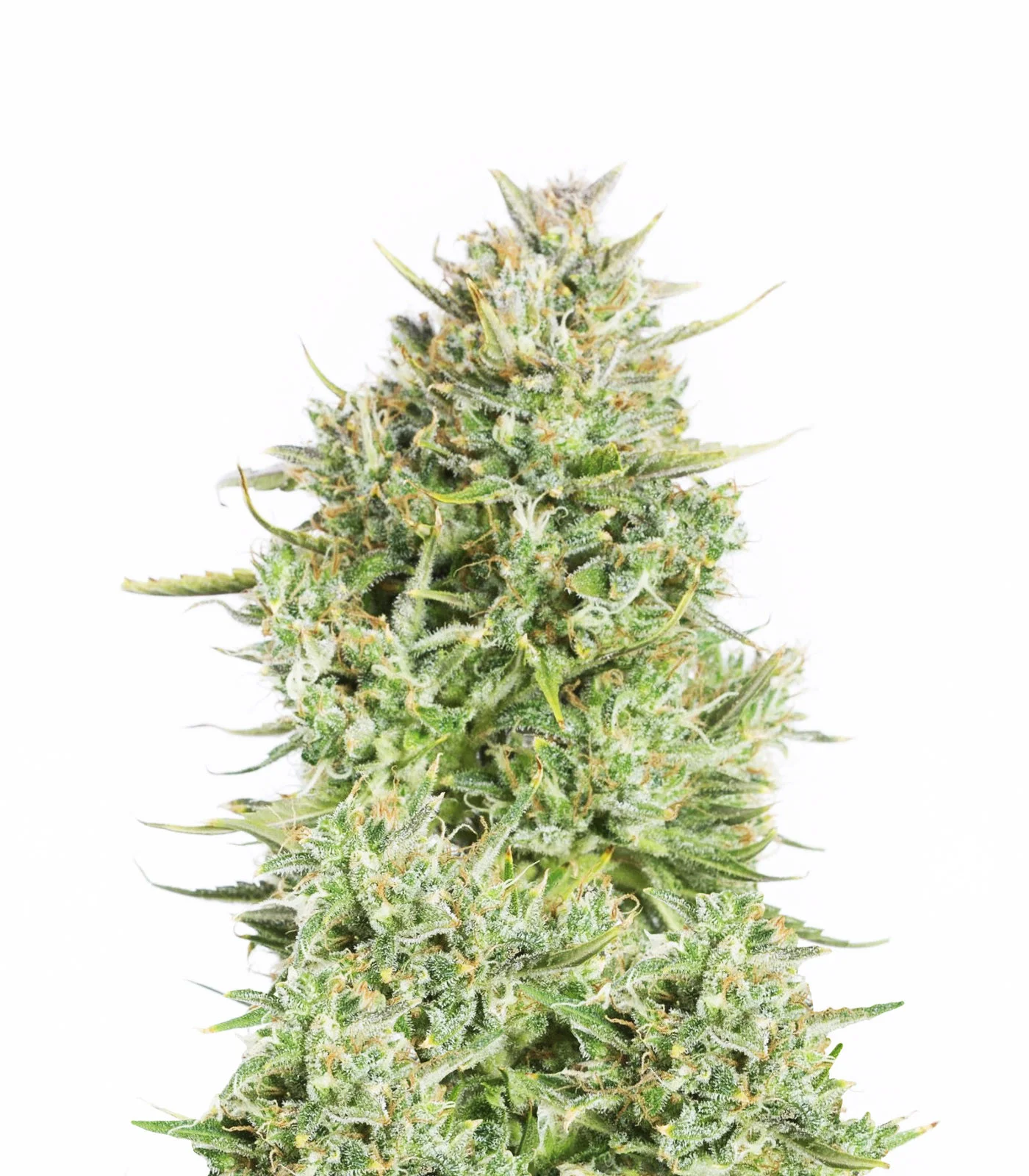 Frosty Blue OG