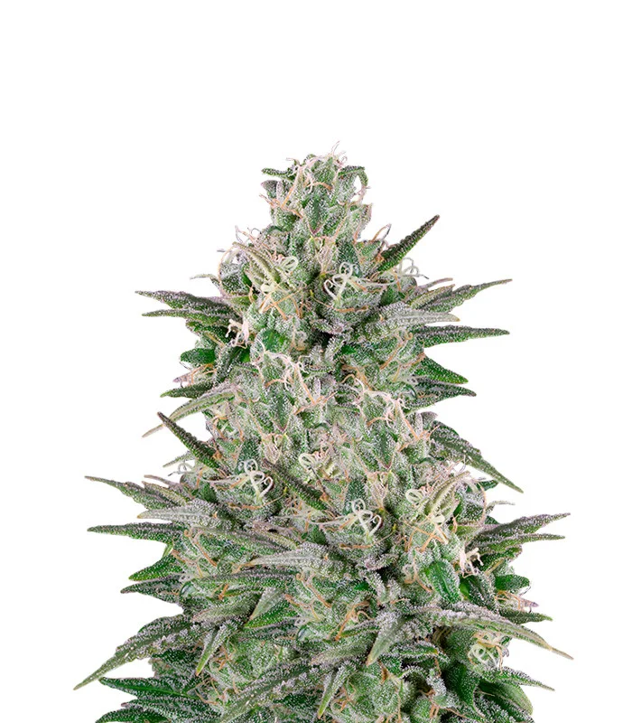 Sweet Tooth Auto