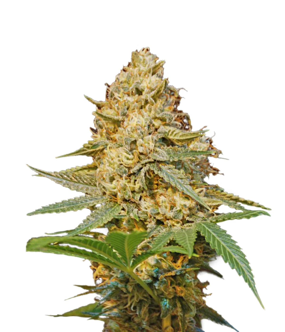 Lowryder Auto