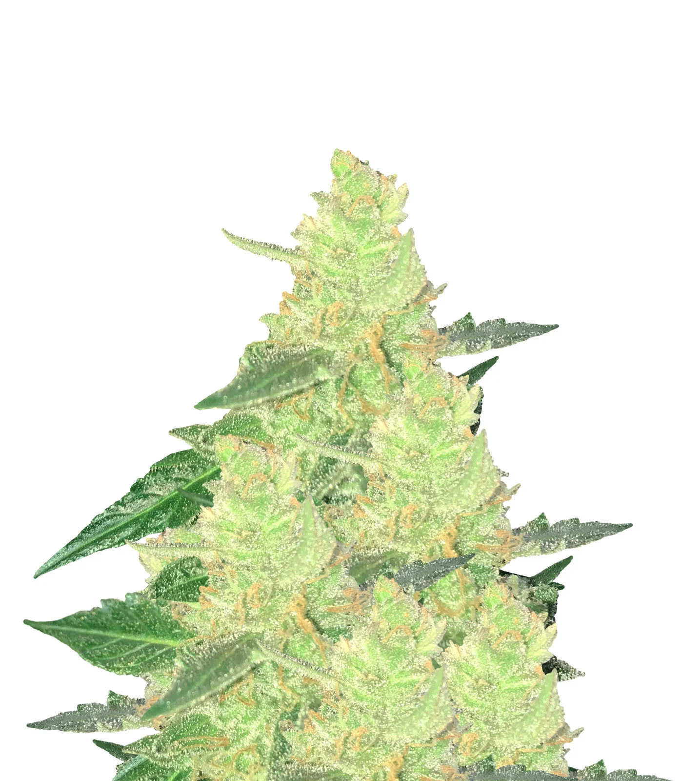 Chemdog 4 Regular