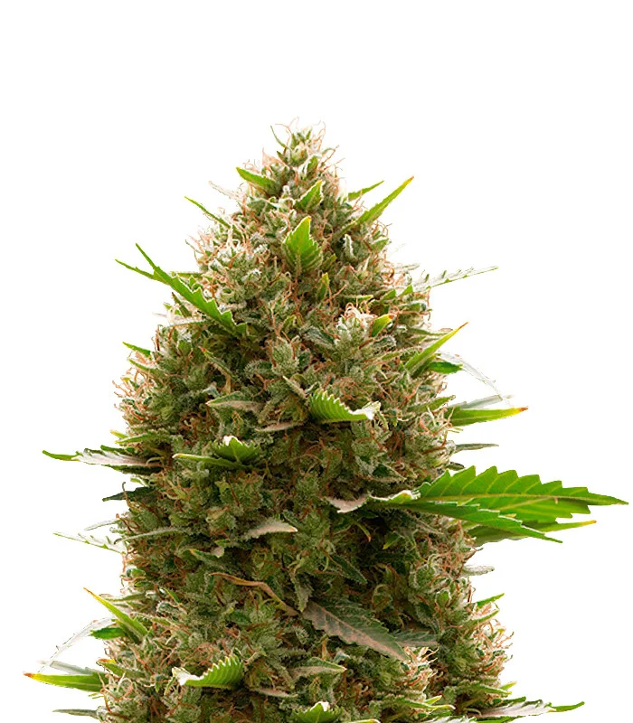 Ghost OG