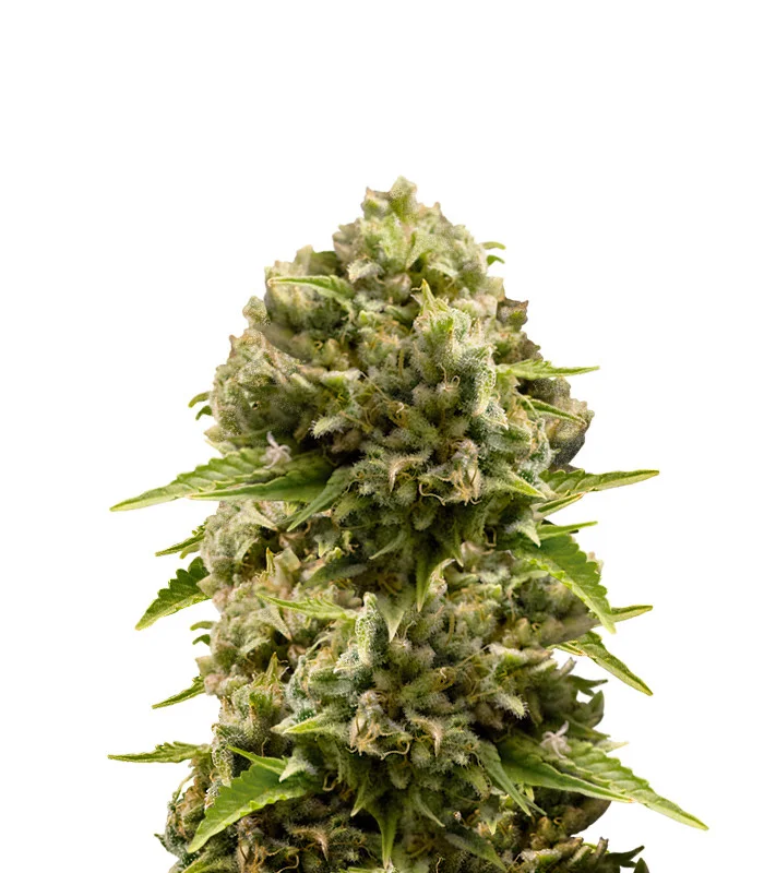 Fruit Auto