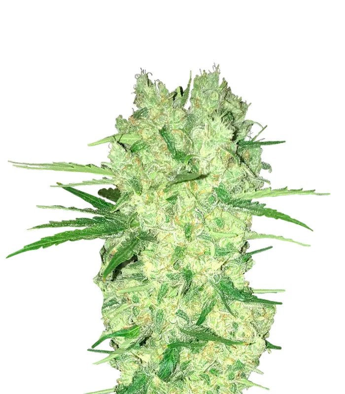 Lemon Diesel