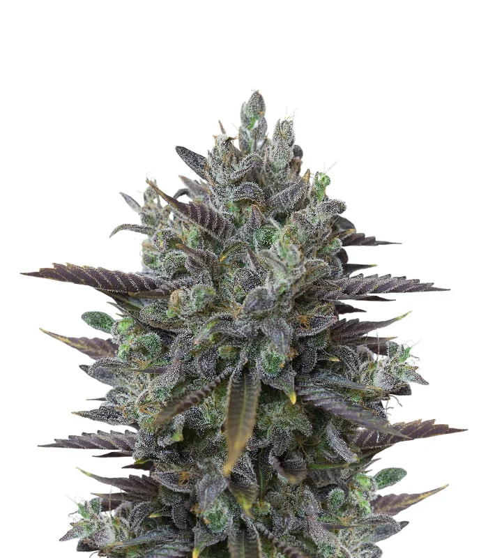 Holy Grail OG