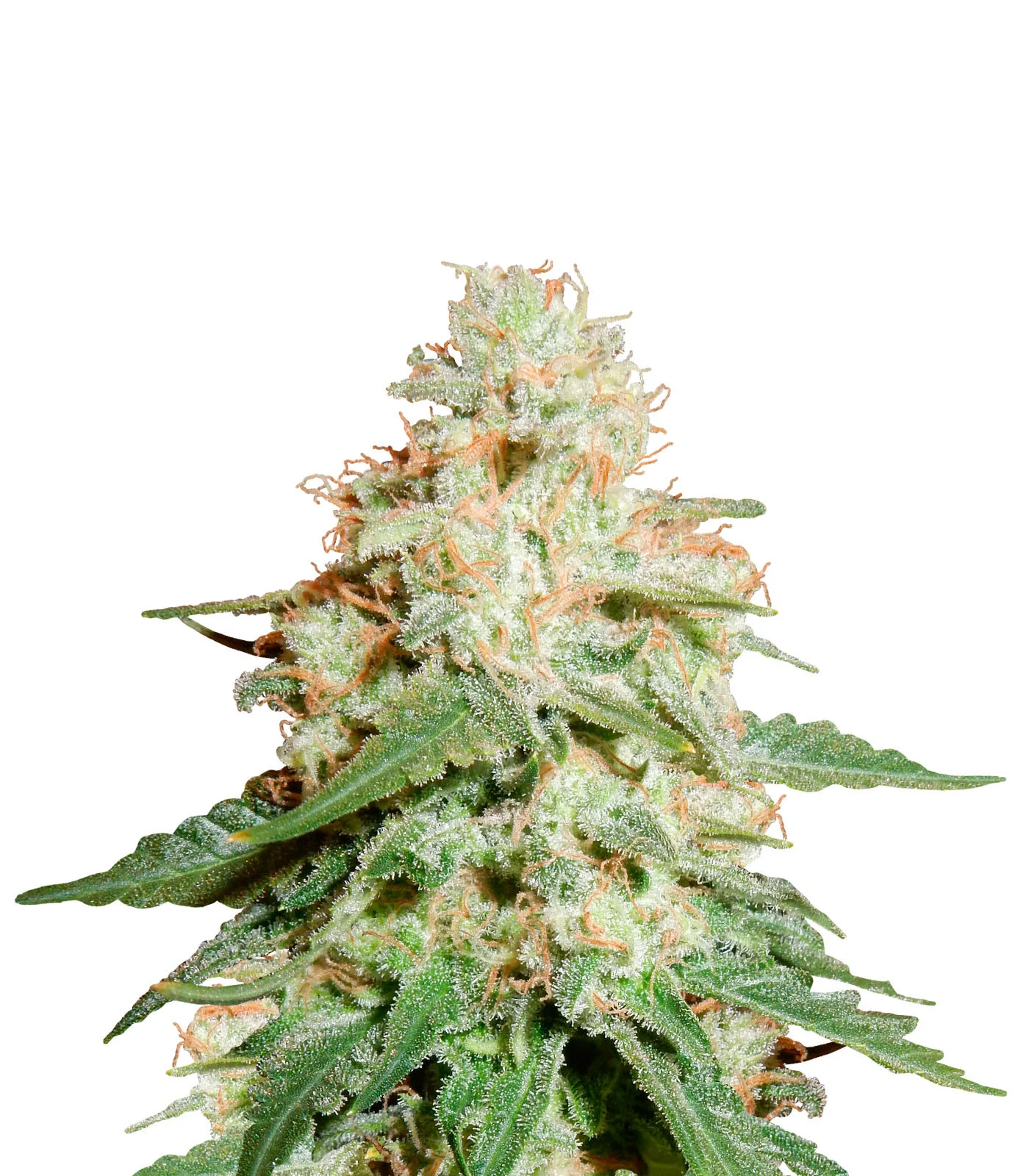 Amnesia Lemon
