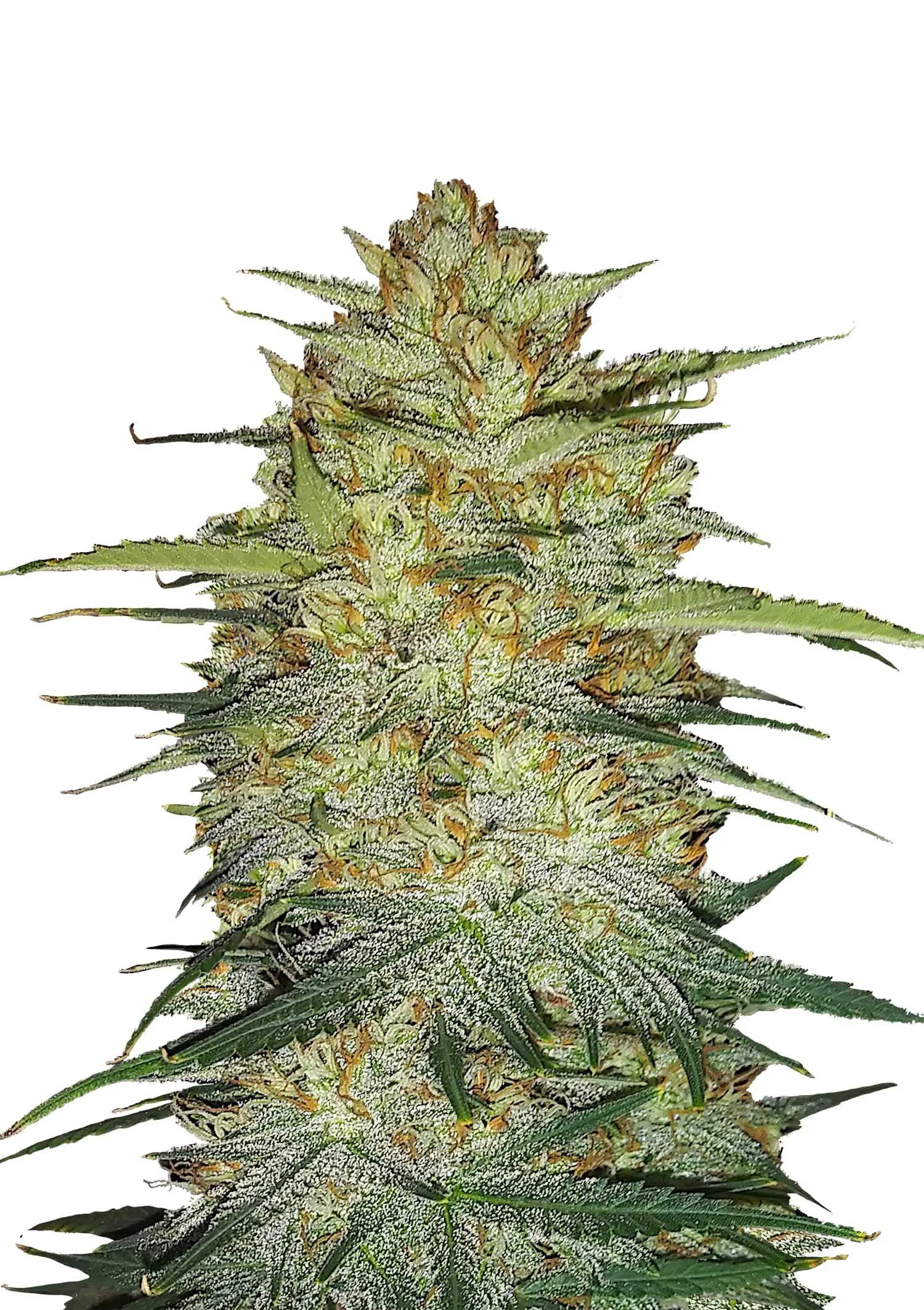 Red Kush Auto