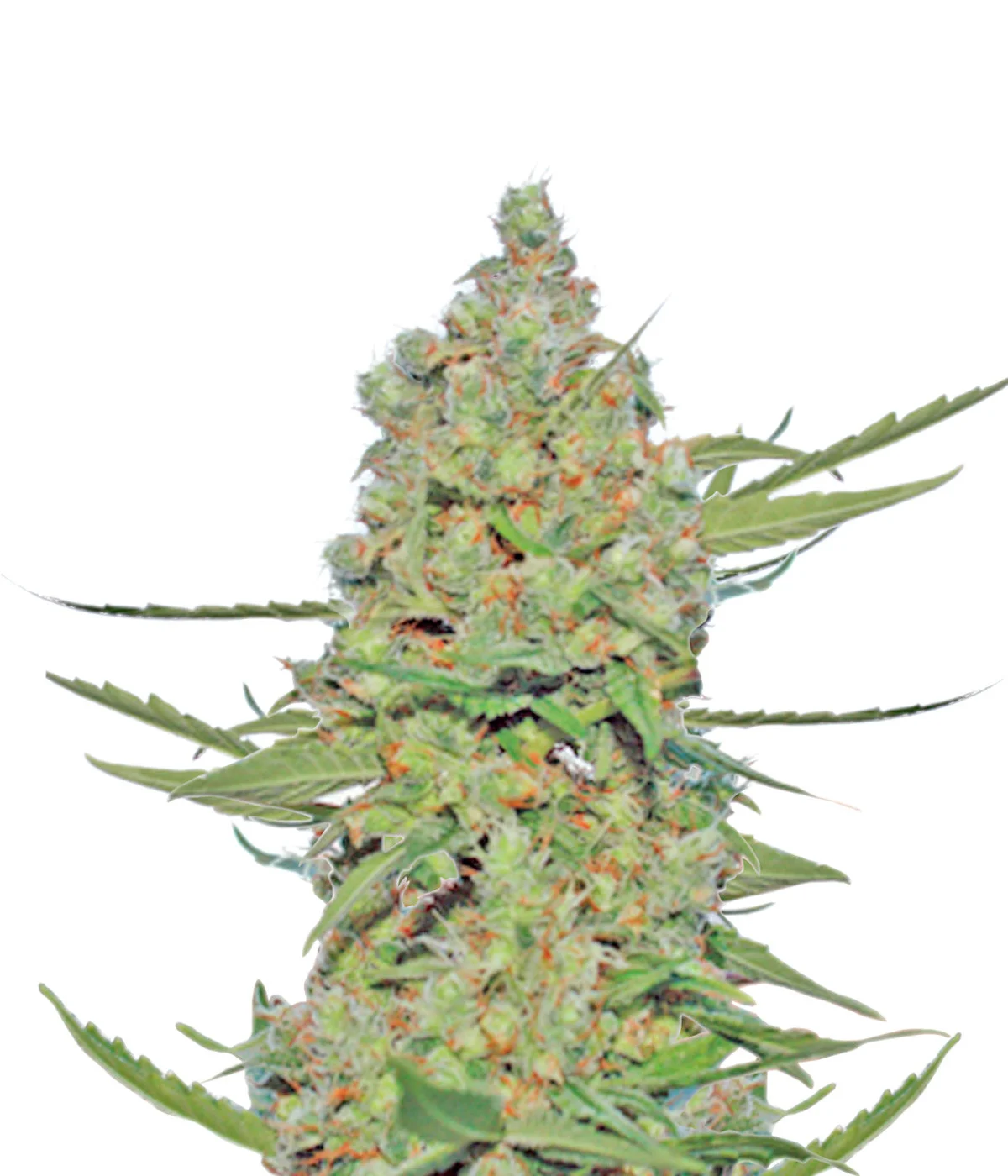 Apple Jack