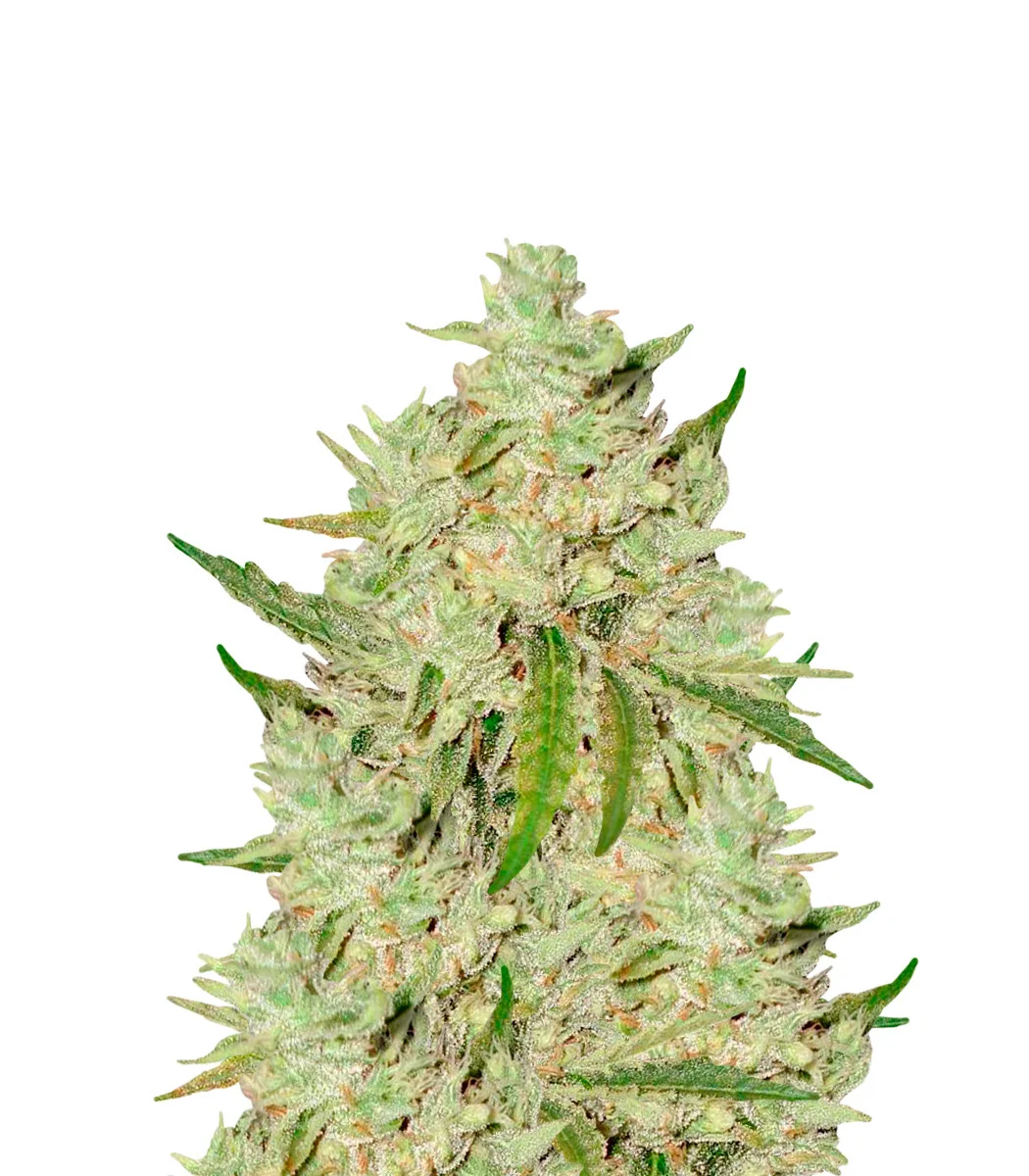 Blueberry Ghost OG Auto