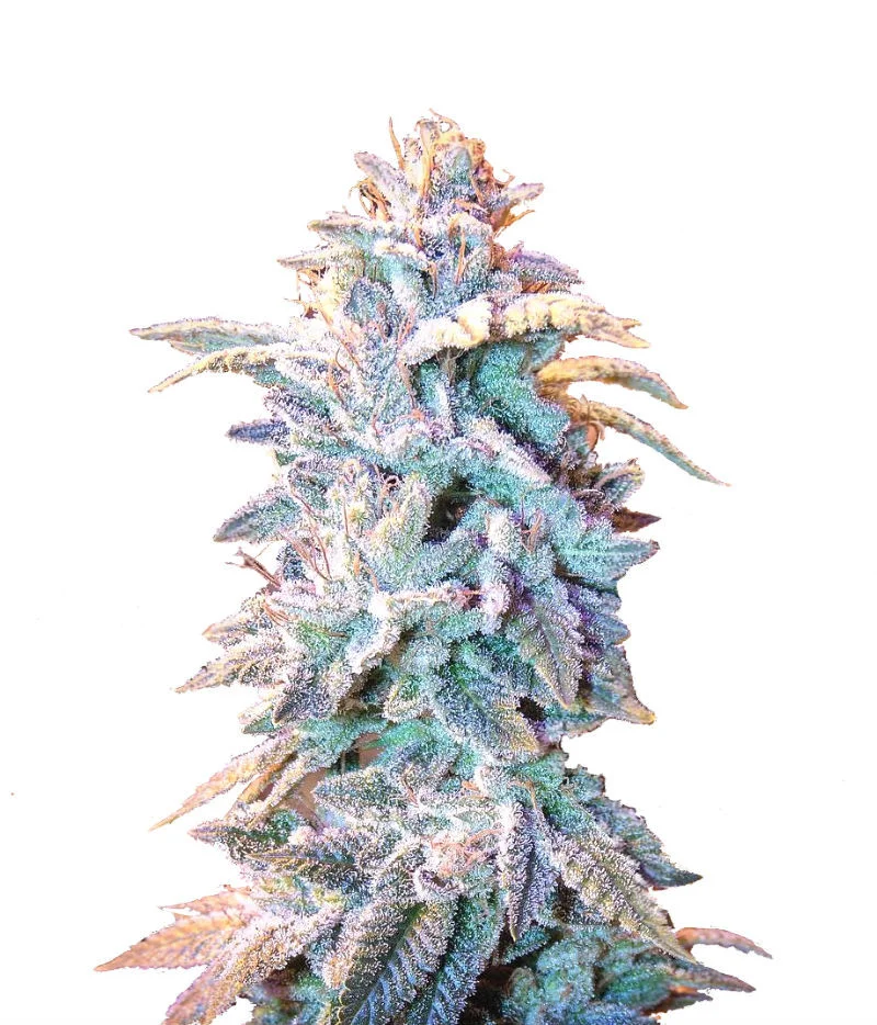 Lemon Zkittlez Auto