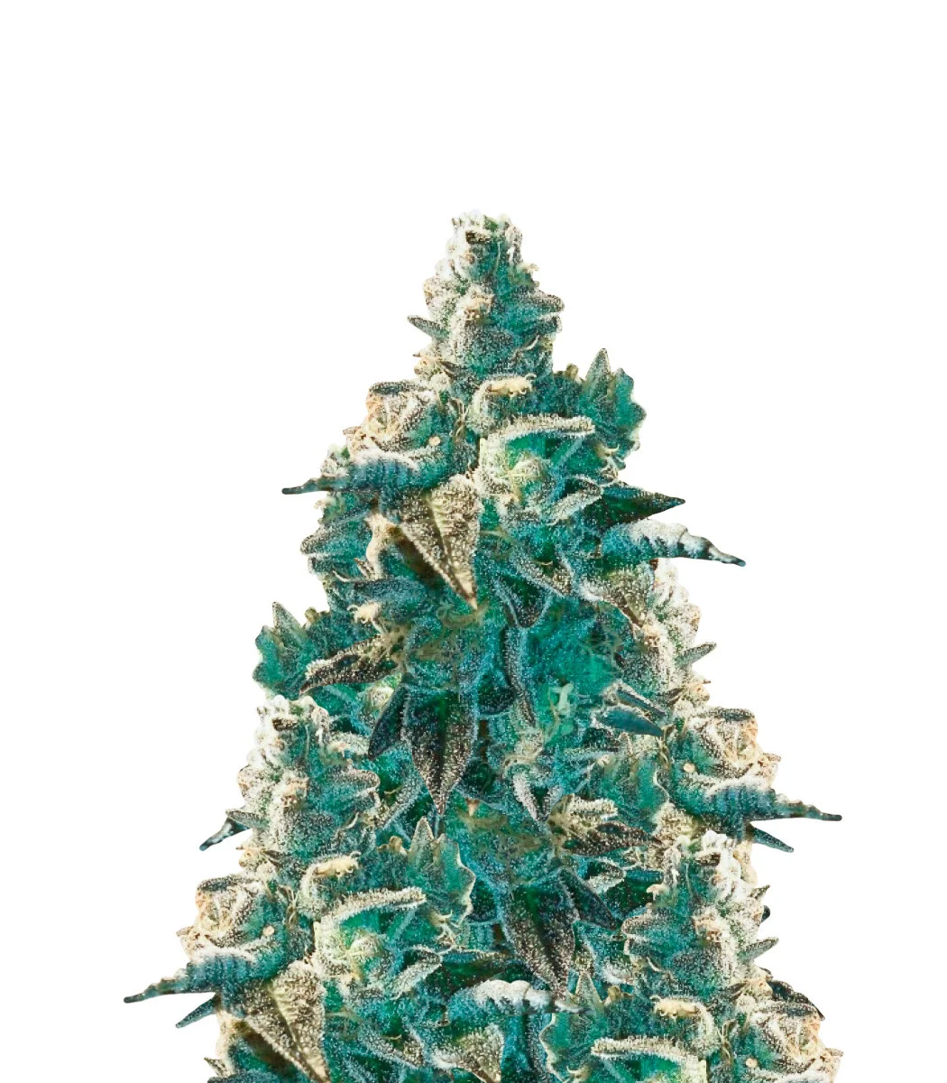 Blue Cookies Fast