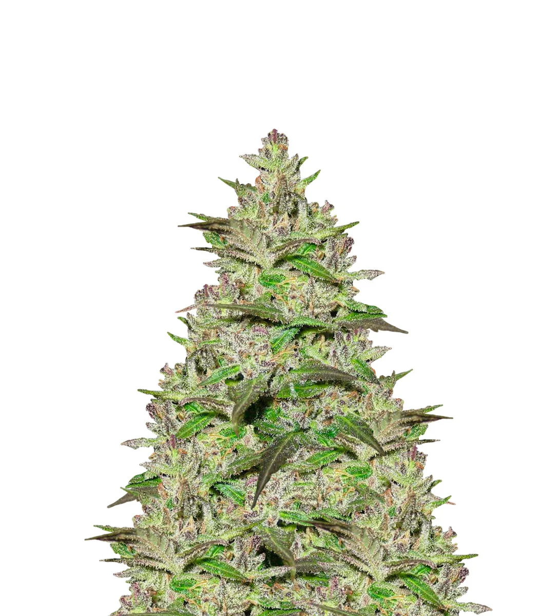 Chocolate Kush
