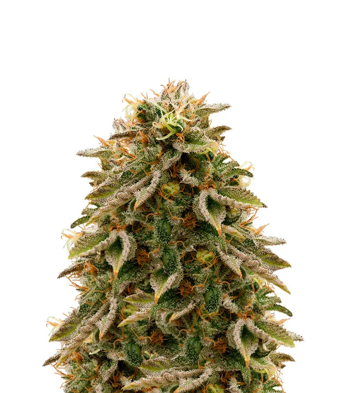 Pink Gorilla