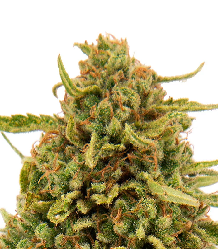 Black Cherry Soda