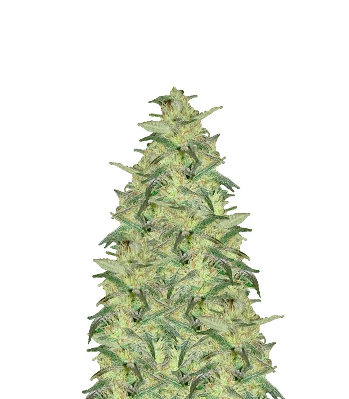 Black Sugar