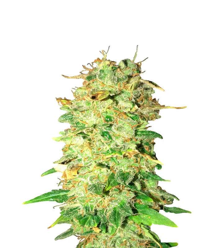Sweet Tooth Regular