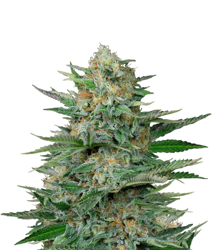 Green Poison F1 Auto
