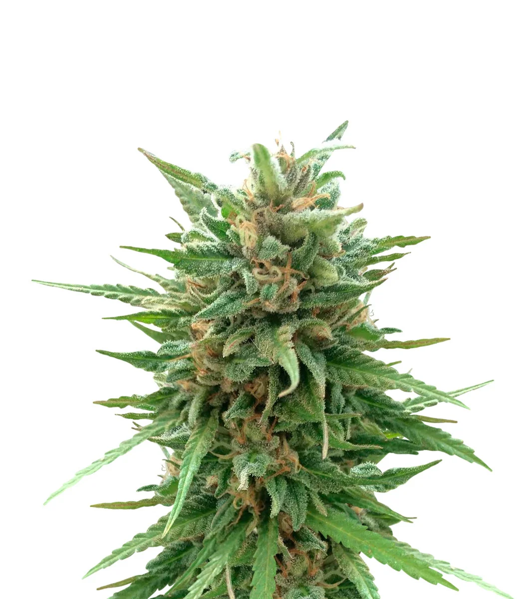Florida Sunrise Auto