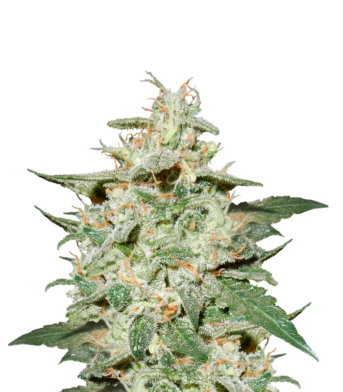 Great White Shark