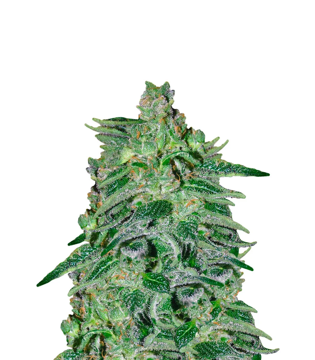 Wifi OG