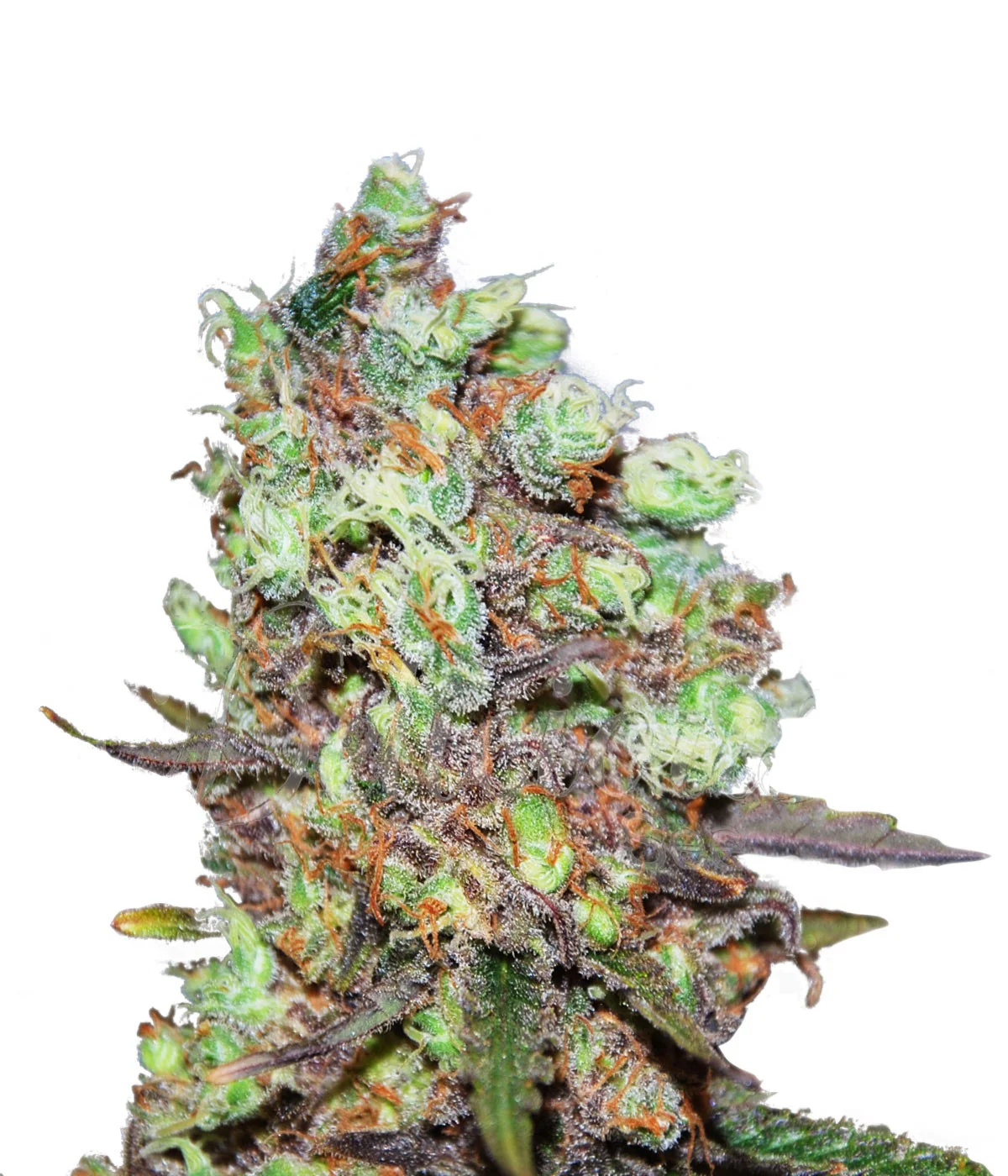 Critical Widow