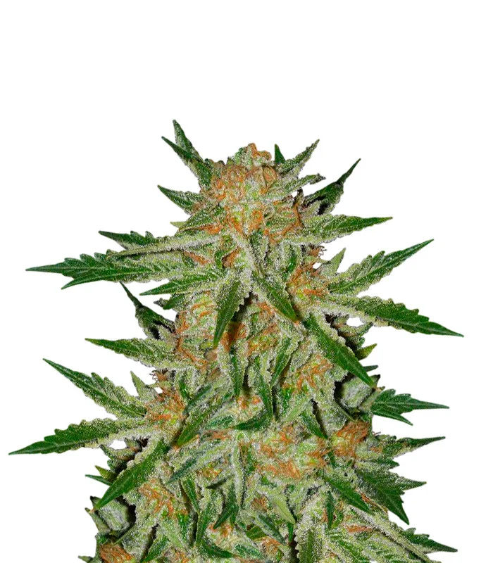 Grapefruit Regular