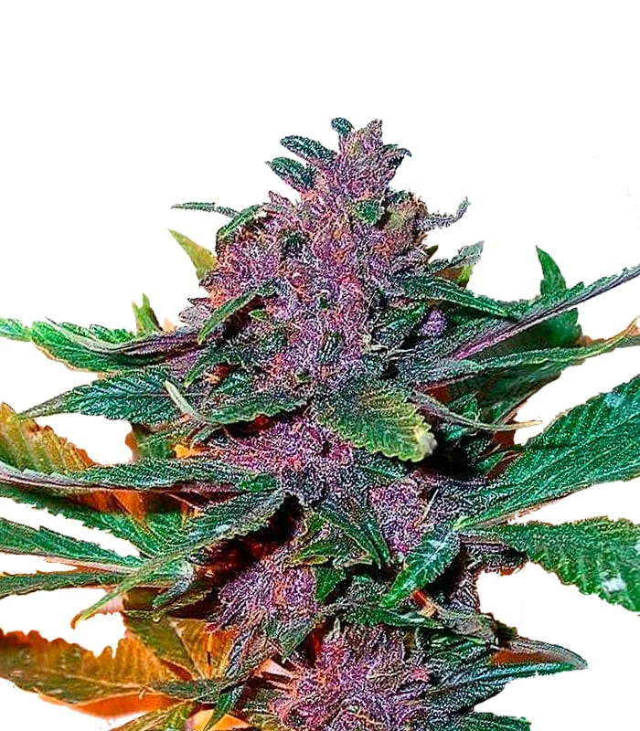 Triangle Kush Regular