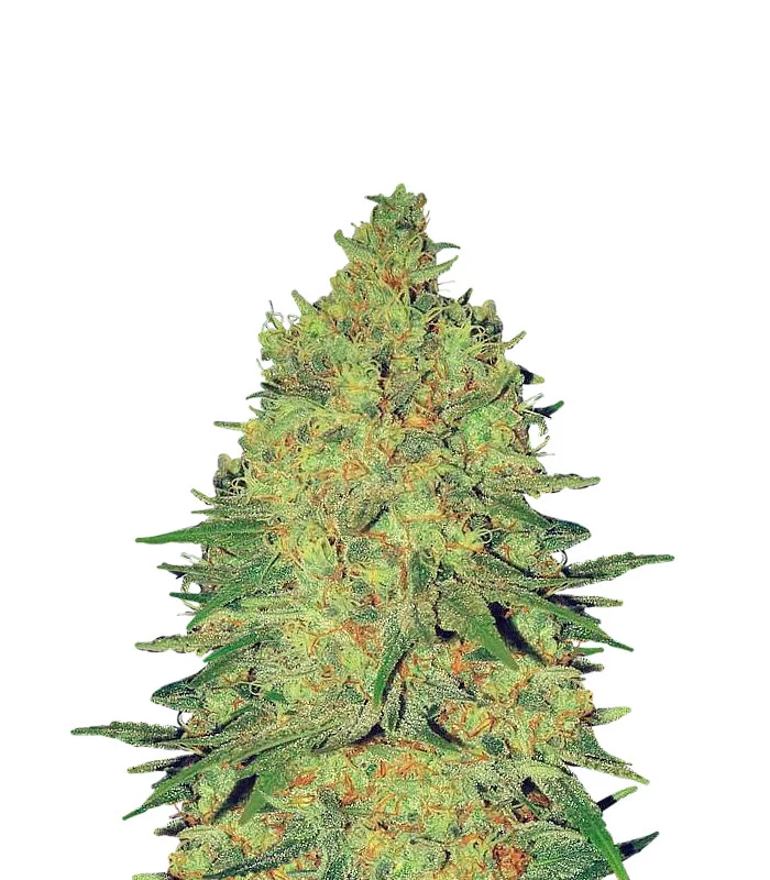 Banana Zkittlez