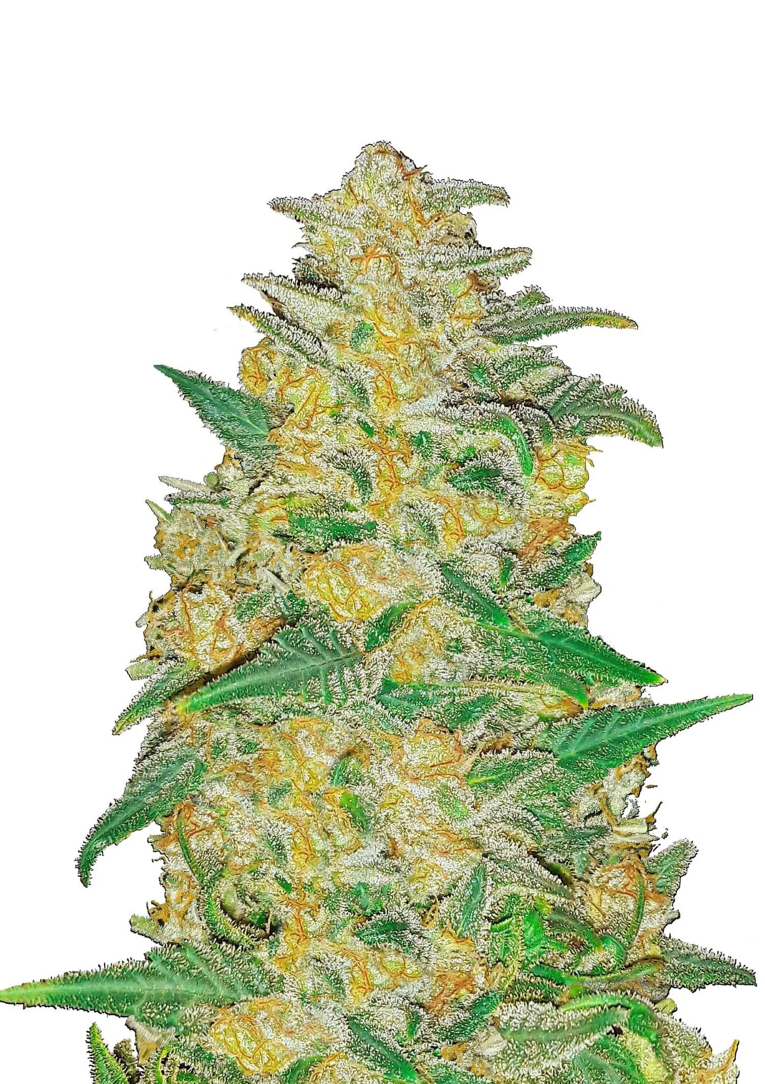 Purple Punch Cookies