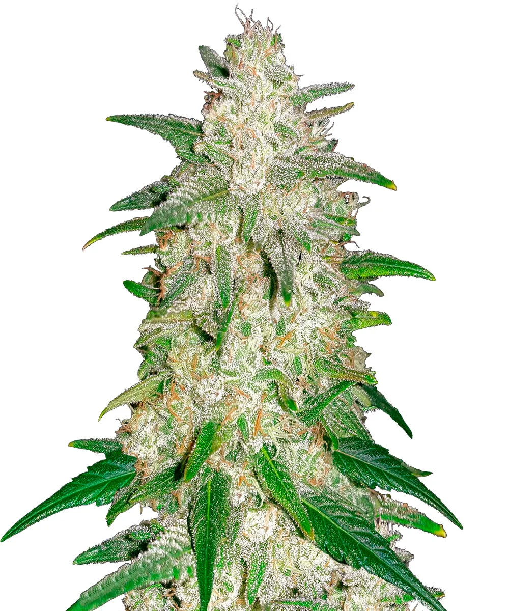 Pure Indica
