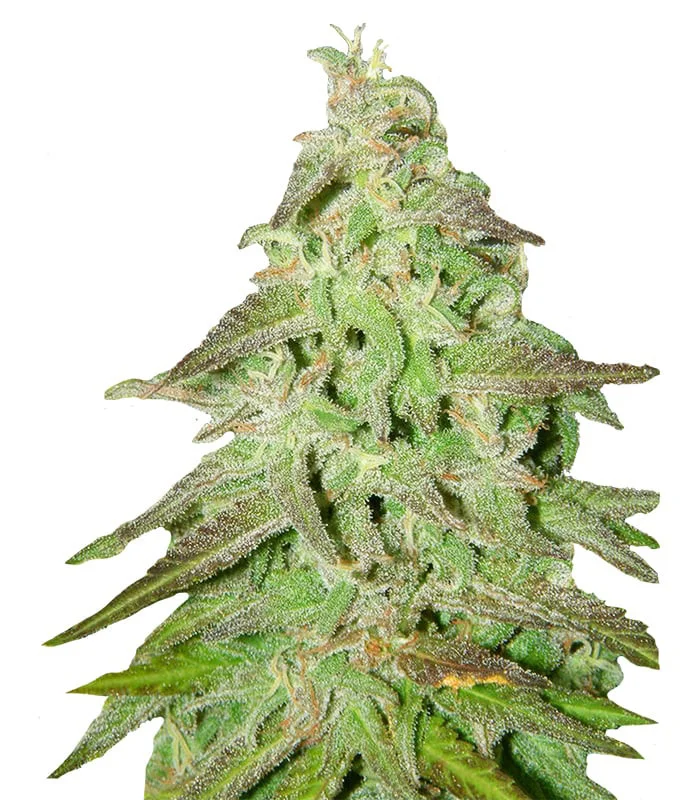 Sour Tsunami