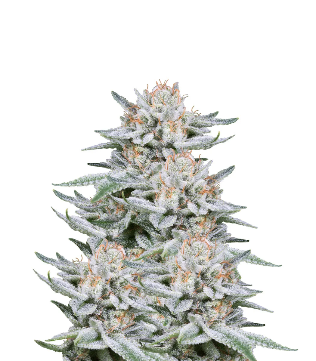 Great White Shark Auto