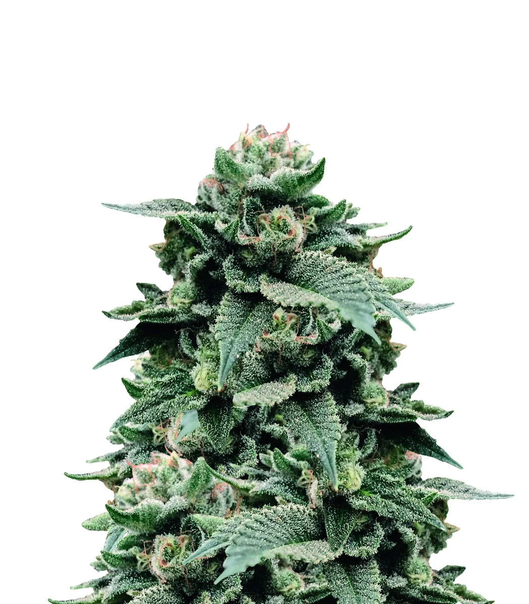 Jungle Breath