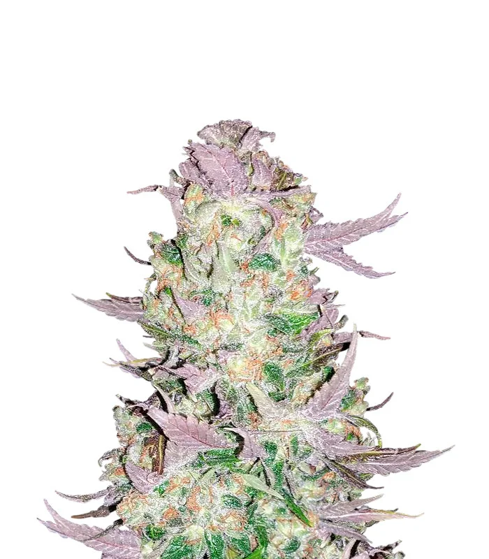 Green Poison
