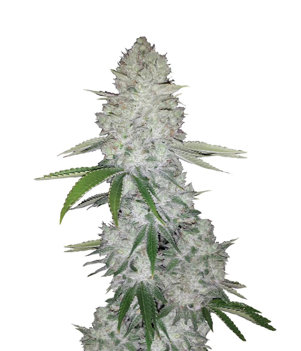 Shiskaberry Auto