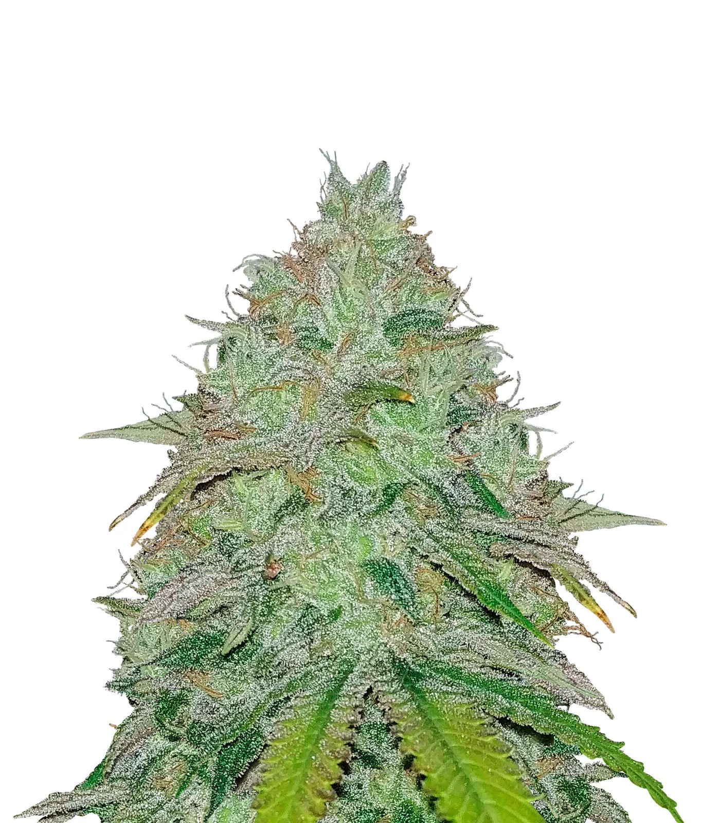 Mazar x Blueberry
