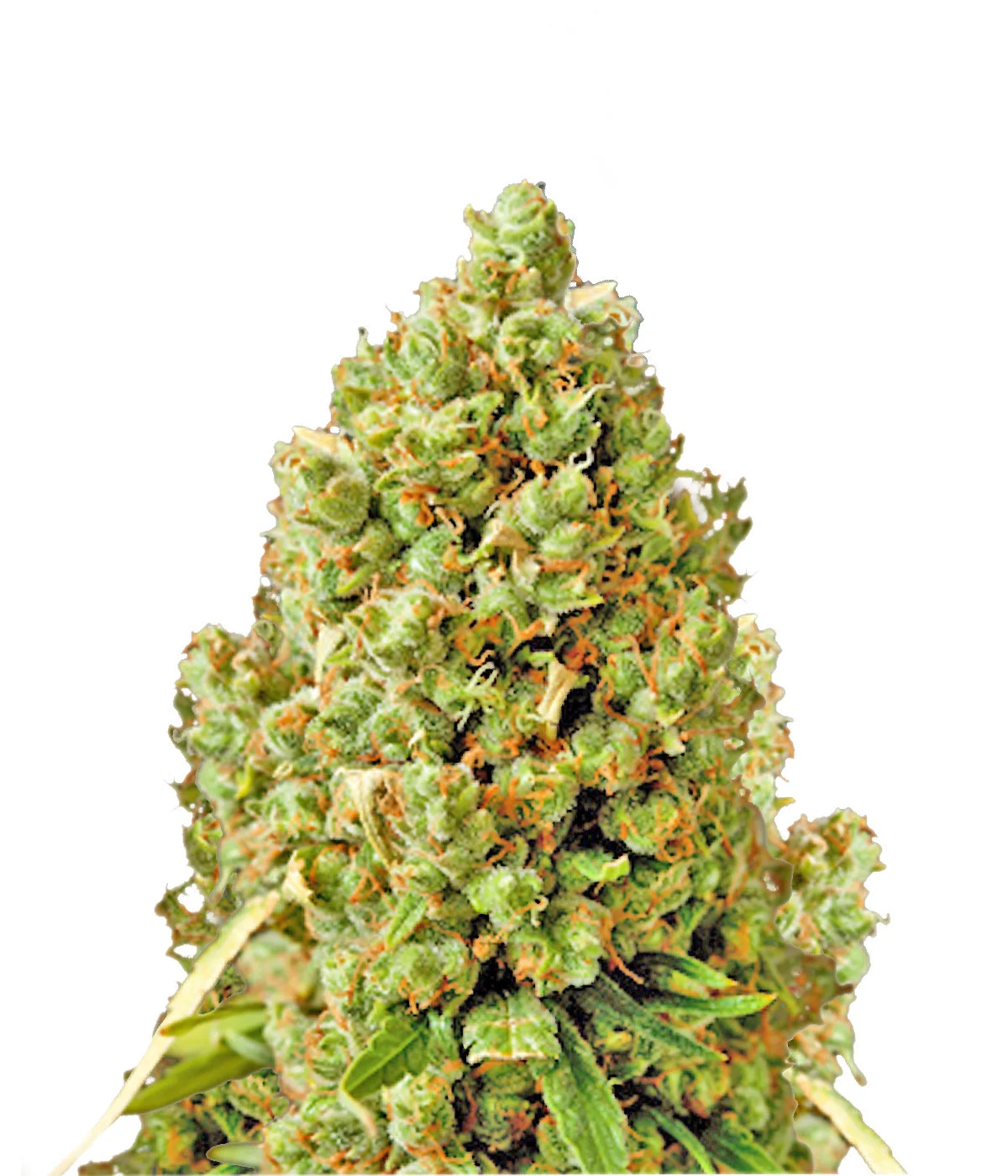 Amnesia Lemon Fast